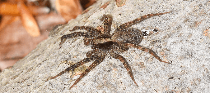 a wolf spider