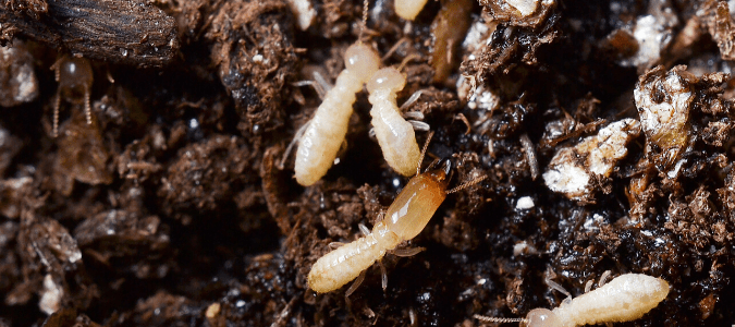 termites crawling through mulch