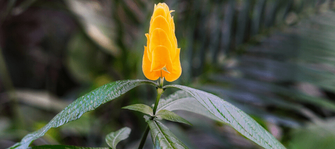 A shrimp plant which is a drought tolerant texas plant