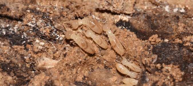 A group of termites on wood