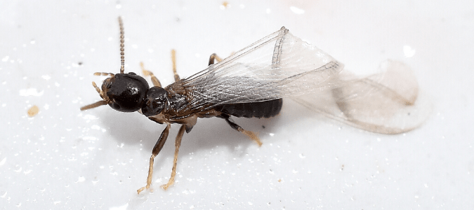 subterranean termite swarmer