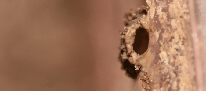 termite mud tunnel