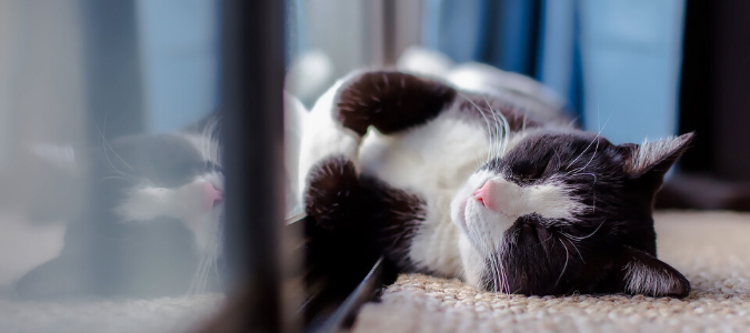 A black and white cat