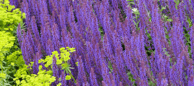 using salvias to xeriscape