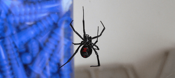 A black widow spider