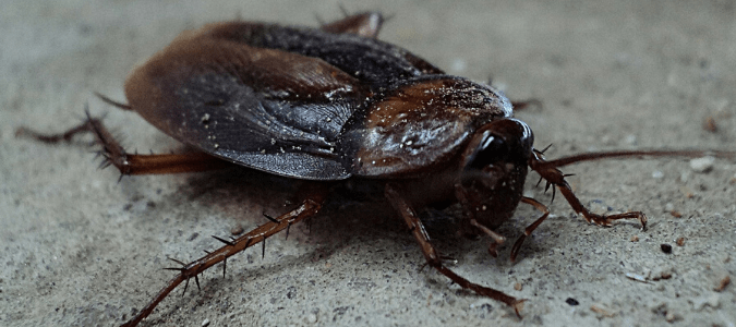 A cockroach