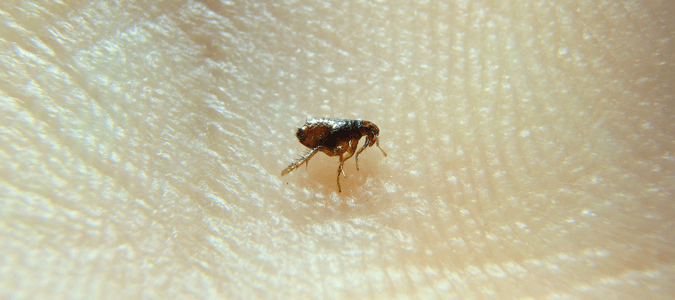 A flea on human skin