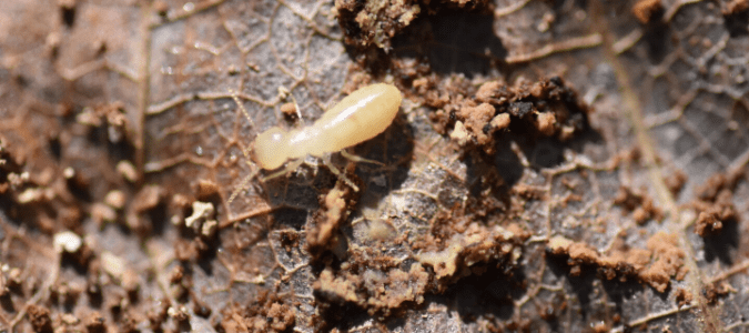 a termite larva crawling on a leaf