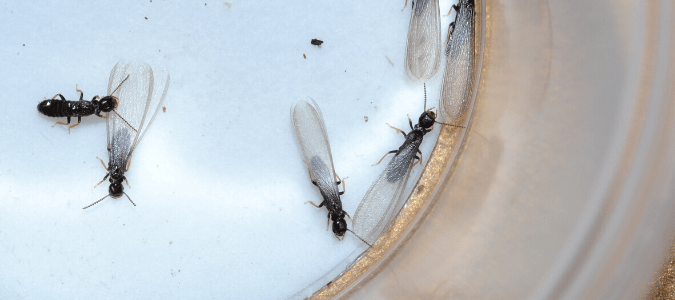 A group of swarmer termites