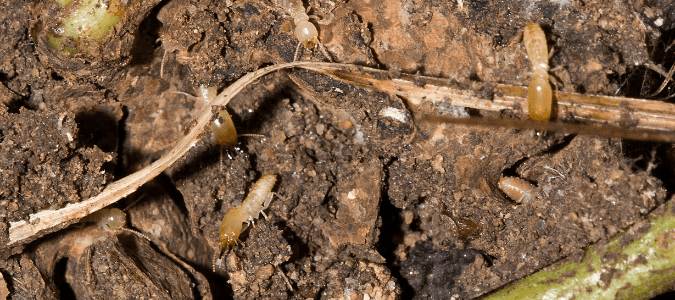 Subterranean termites burrowing in dirt