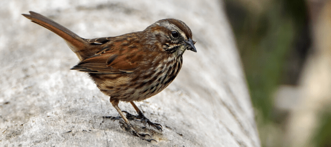 Sparrow eating a swarming termite