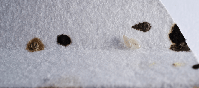 Bed bug feces on white fabric