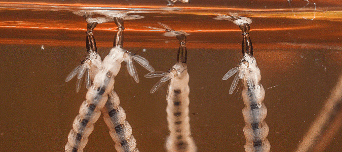 Mosquito larvae 