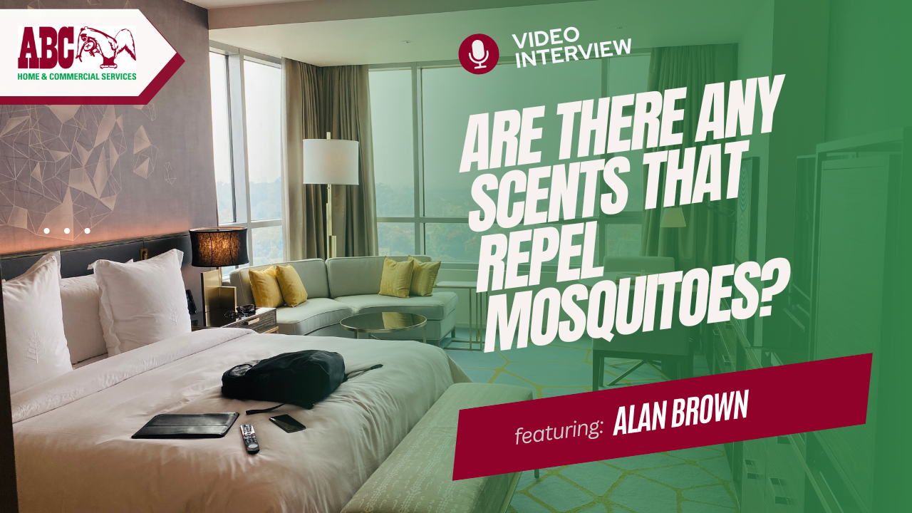 a thumbnail from the video featured in this blog