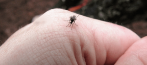 Do Mosquito Foggers Work? How To Get Relief | ABC Blog