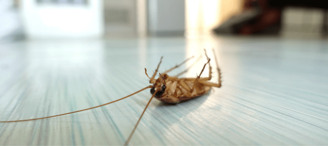 A dead cockroach 