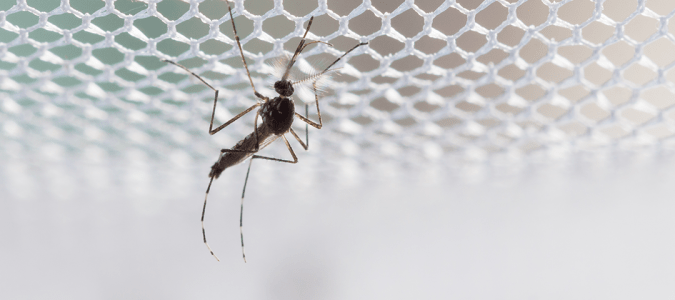 a mosquito on a white net