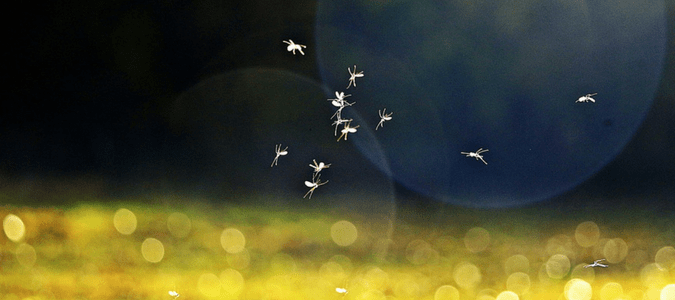 A mosquito infestation in a yard