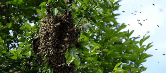 A bee hive