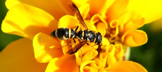 a yellow jacket which is one variety of black and yellow striped wasp