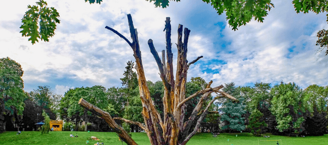 a tree after tree topping