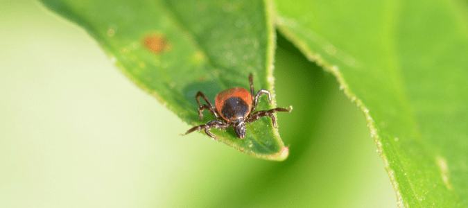 A tick crawling on a leaf