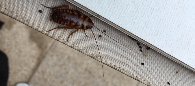 Droppings next to cockroach that are similar to coffee grounds in size and appearance