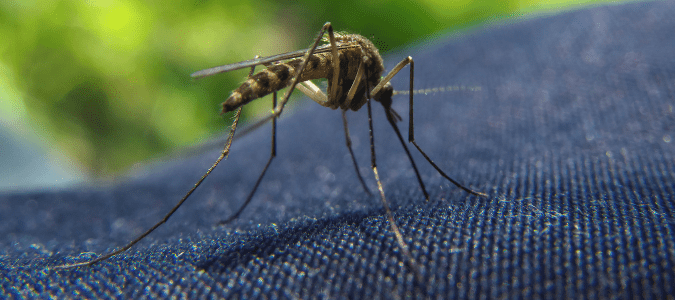 A mosquito that landed on someone who is wearing jeans