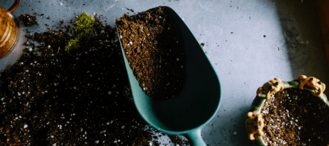 A blue garden scoop filled with zoysia grass fertilizer