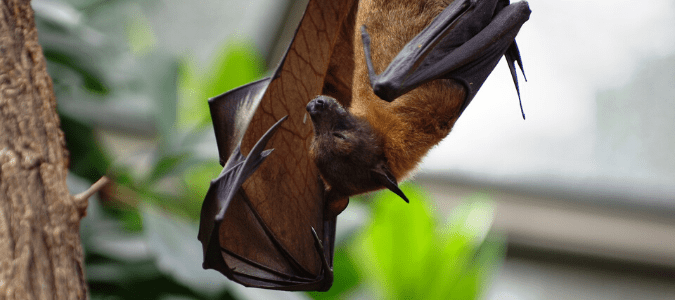 A bat out during the day, hanging from a tree