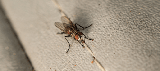 A big fly in a house sitting on a couch