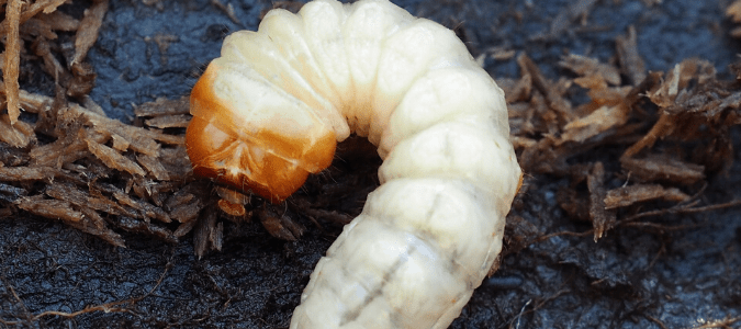 A lawn grub burrowing in soil