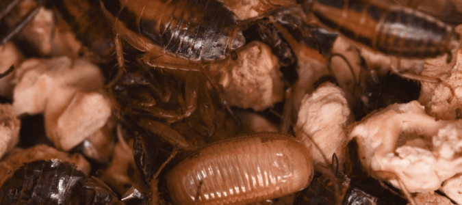 A German cockroach nest