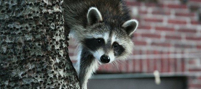 A raccoon climbing down a tree, which may lead a homeowner to wonder, "Do raccoons attack?"