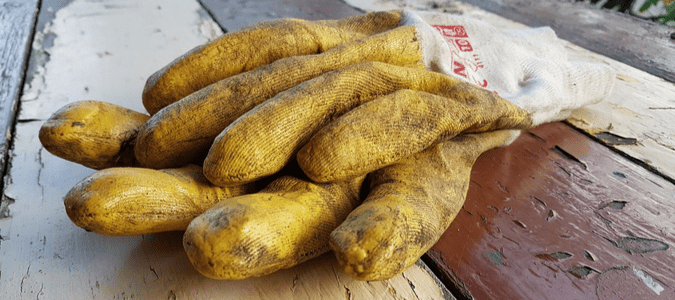 Yellow gardening gloves that have been pulled out of the shed in preparation of applying fall pre-emergent
