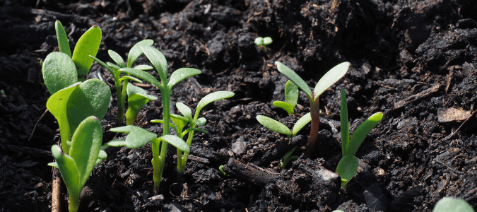 Weeds popping through soil which may lead a homeowner to wonder how long pre-emergents last