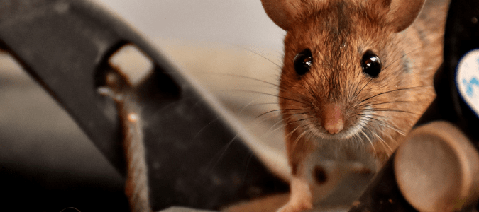 A mouse exploring in a garage