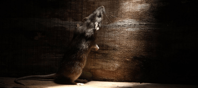 A rat peering into a home from a crawl space