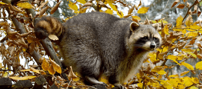 A raccoon sitting on a homeowner's roof