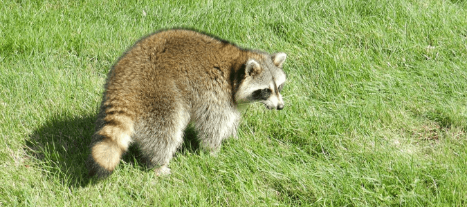 A raccoon out during the day walking across someone's lawn