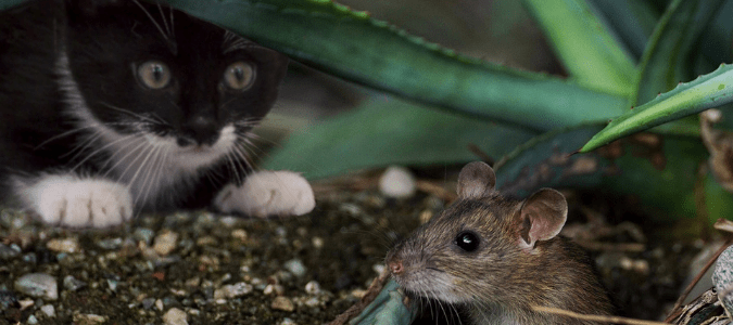 a cat hunting down a mouse