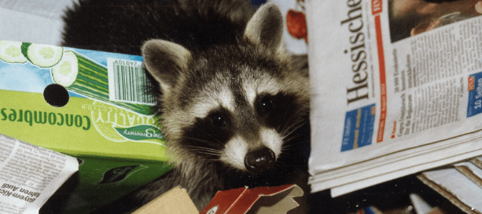 A raccoon digging through the trash which leads a homeowner to wonder how to keep raccoons out of the trash