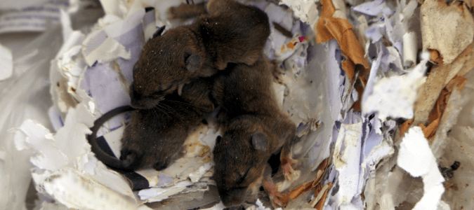 Three dark-colored immature rats sleeping in a nest made of torn paper and other materials