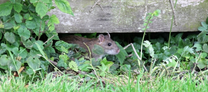 a rat coming out from underneath a deck