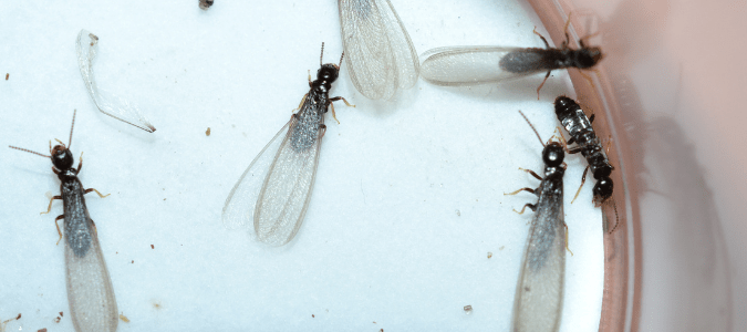 winged termites which are a sign of termites in the house