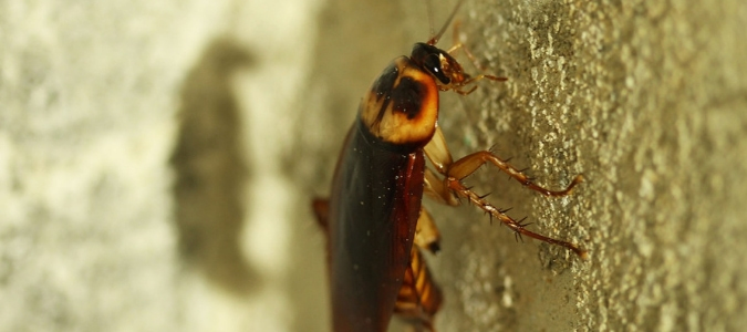 an American cockroach which is one variety of flying cockroach in Florida