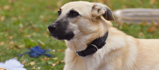 a german shepherd mix in a flea infested yard