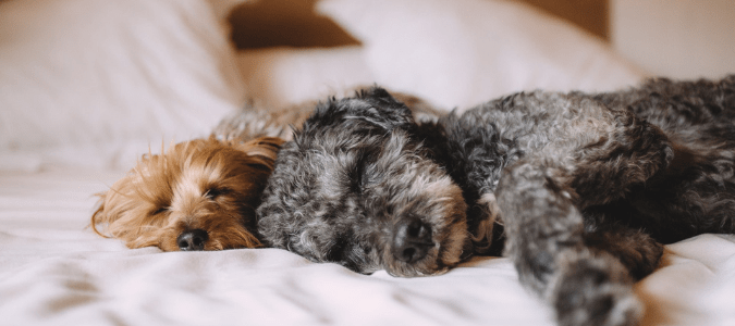 dogs laying on a bed which led to fleas on the mattress