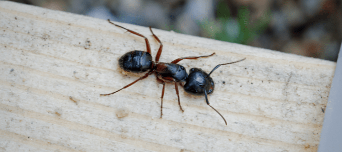 a big black carpenter ant on a piece of wood