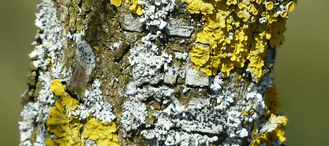 lichens growing on a tree